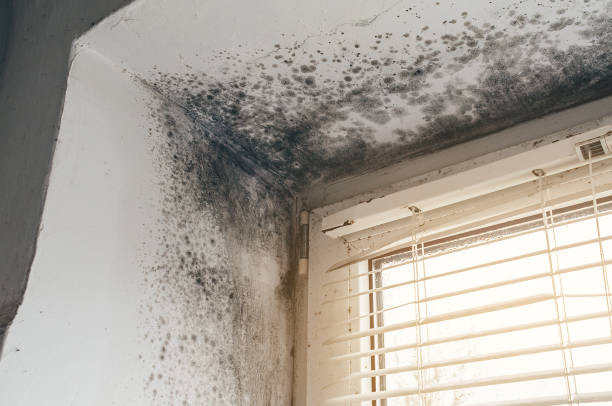 Affordable Mold Removal solutions in Madison, NC