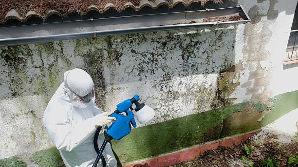 Top rated local Mold Removal specialists in Madison, NC